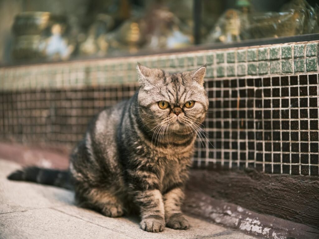 Close-up of an Exotic Shorthair cat sitting by a shop in Hong Kong.