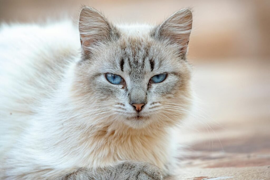 A stunning close-up of a fluffy Birman cat with striking blue eyes lying down, perfect for pet lovers.