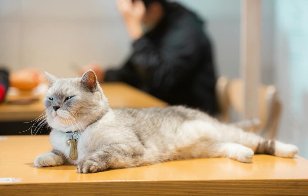 A fluffy cat lounging on a wooden table in a cozy indoor setting with blurred background.