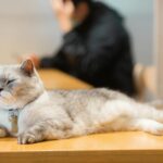 A fluffy cat lounging on a wooden table in a cozy indoor setting with blurred background.
