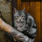 Captivating close-up of a gray tabby cat relaxing by a rustic wooden door in Mudurnu, Türkiye.