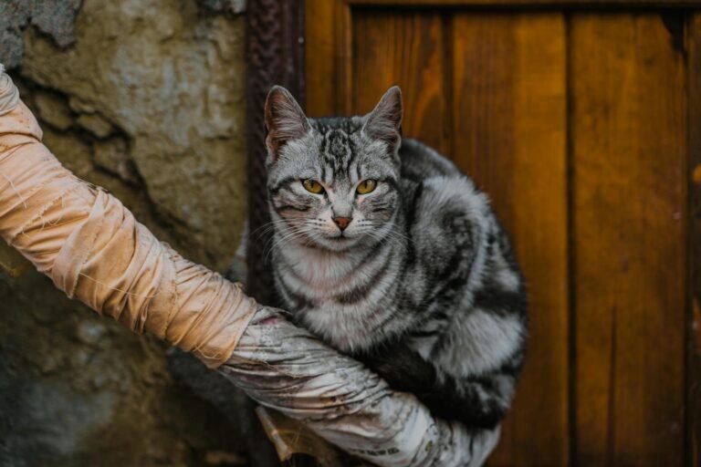 Captivating close-up of a gray tabby cat relaxing by a rustic wooden door in Mudurnu, Türkiye.