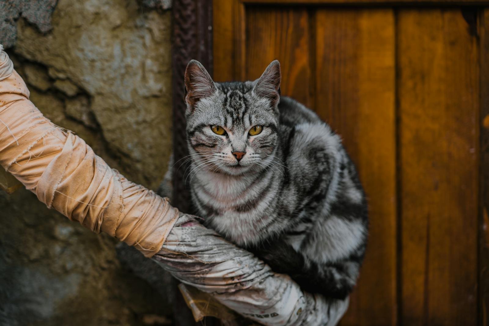 Captivating close-up of a gray tabby cat relaxing by a rustic wooden door in Mudurnu, Türkiye.