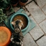 Overhead view of a tabby cat eating dry food next to potted plants.