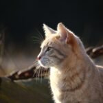 Moments in TV History