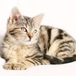 cat, animal, kitten, pet, striped, young, feline, cat portrait, domestic, domestic cat, tabby, tabby cat, isolated, cat, cat, cat, cat, cat
