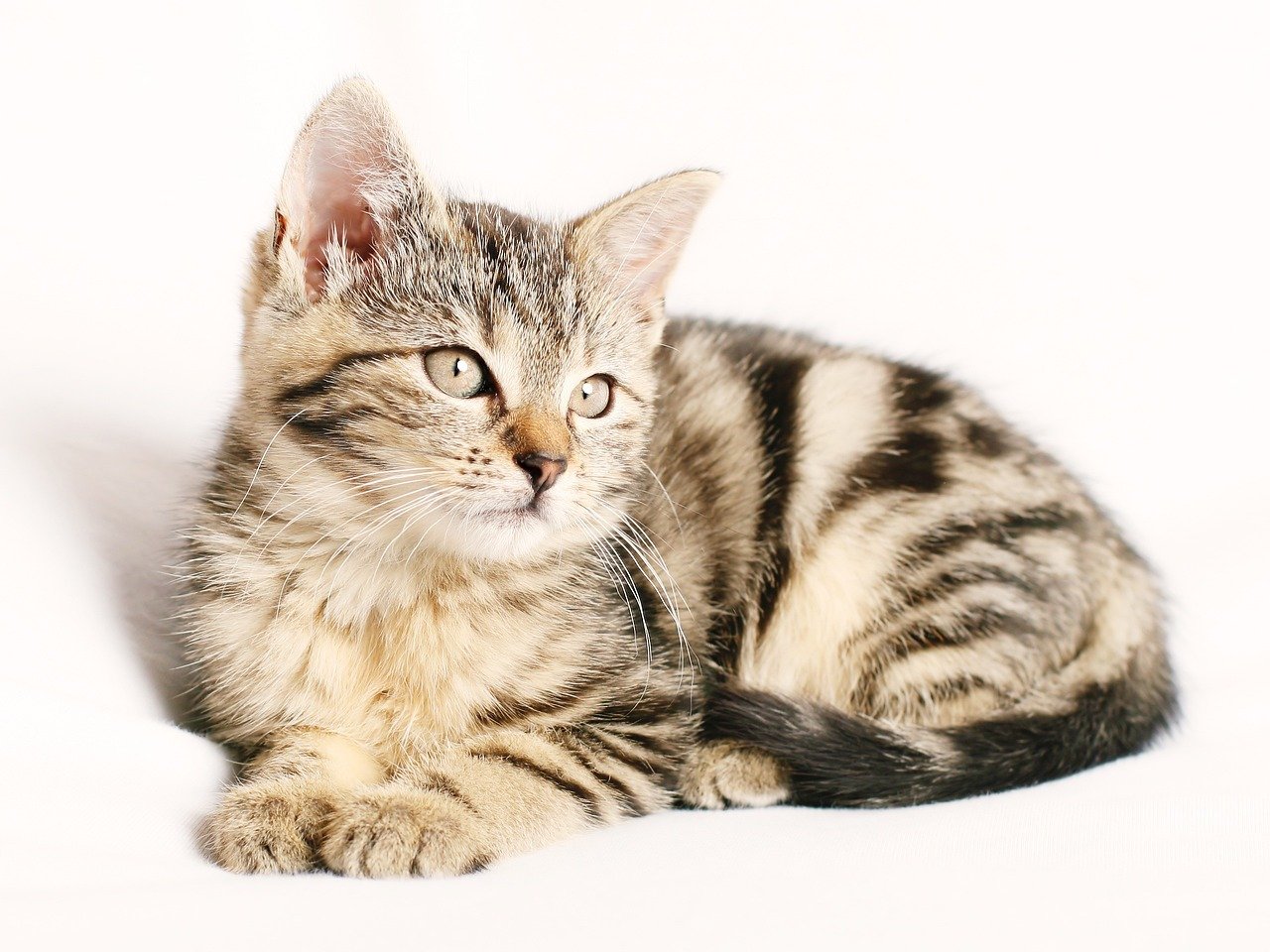 cat, animal, kitten, pet, striped, young, feline, cat portrait, domestic, domestic cat, tabby, tabby cat, isolated, cat, cat, cat, cat, cat