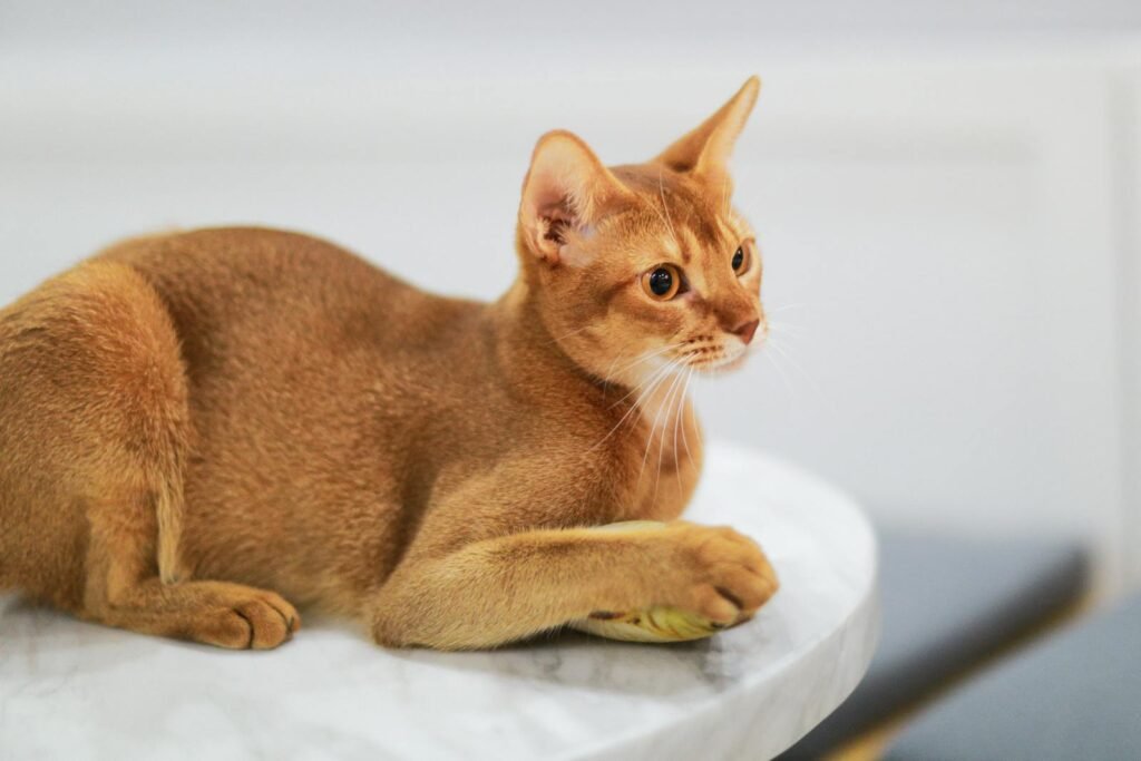 Close-up of an Abyssinian cat resting on a marble table, showcasing its sleek fur and alert posture.