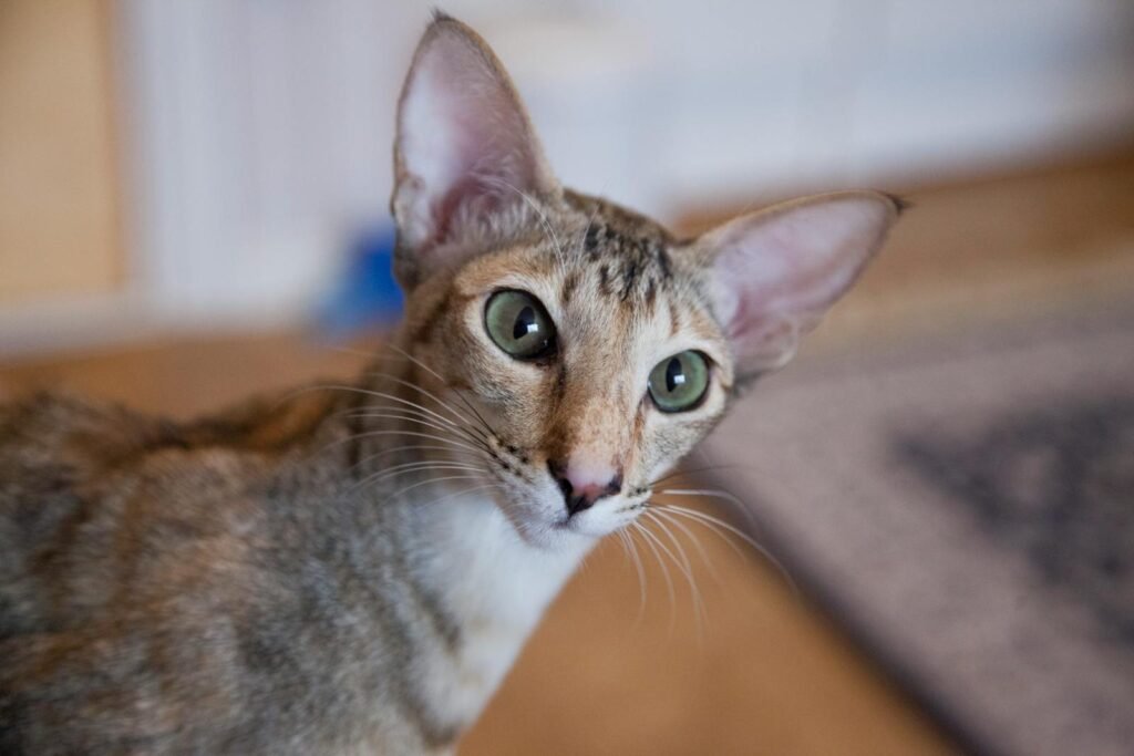A close-up portrait of an Oriental Shorthair cat with green eyes, captured indoors.