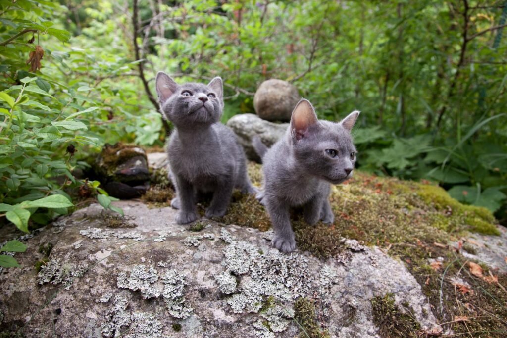 Two adorable Korat kittens exploring rocky terrain in lush greenery.