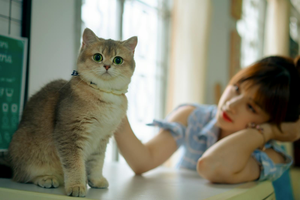 Young woman enjoying playful interaction with a British Shorthair cat indoors.