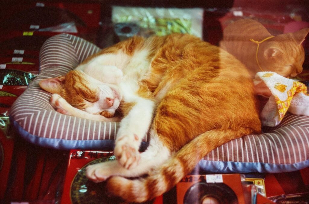 Ginger cat comfortably napping on a striped cushion, surrounded by soft lighting.