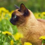 Close-up of a Siamese cat surrounded by vibrant yellow flowers in a field.
