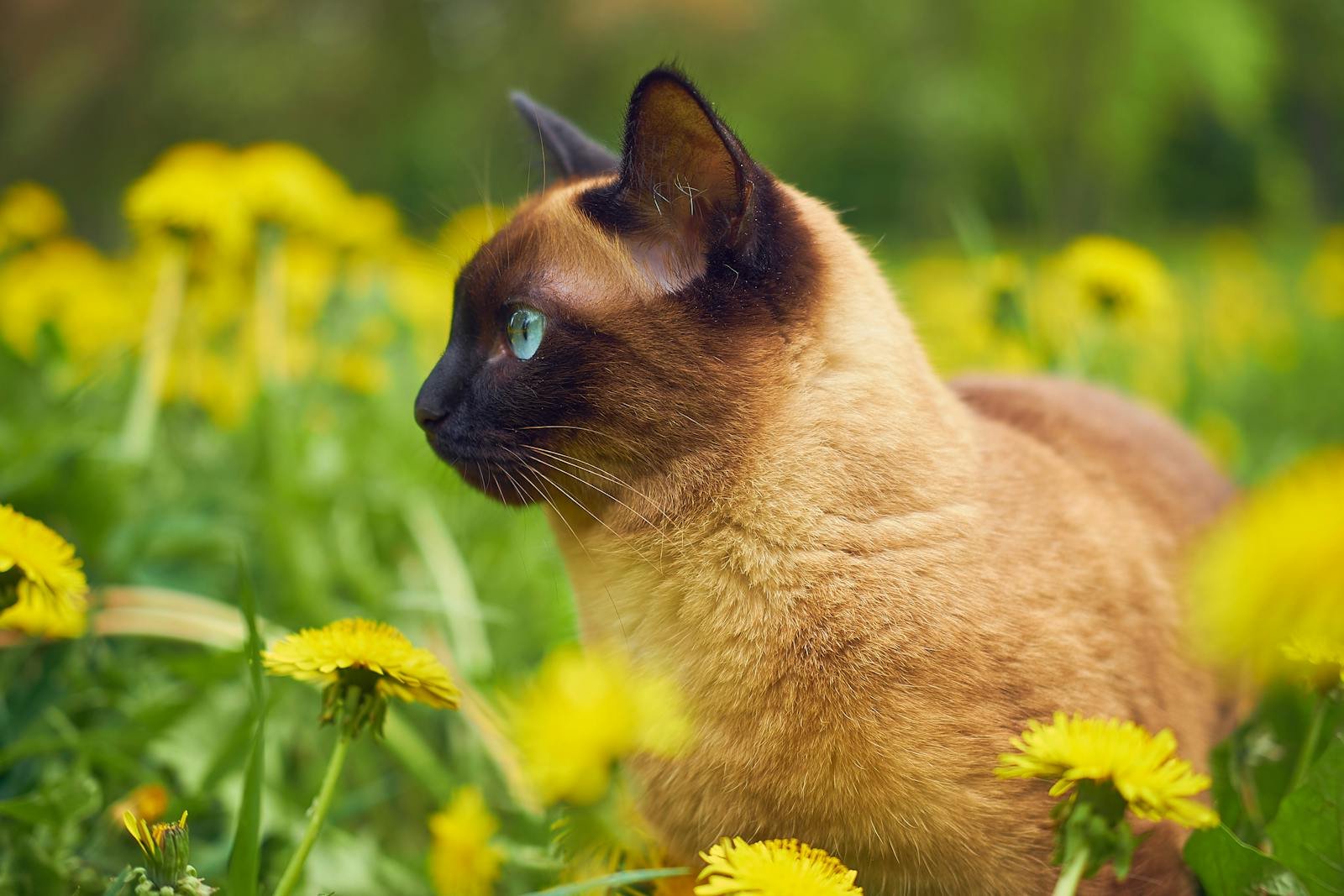 Close-up of a Siamese cat surrounded by vibrant yellow flowers in a field.