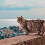A beautiful Siberian cat strolling along the Istanbul seaside, capturing the serene ambiance.