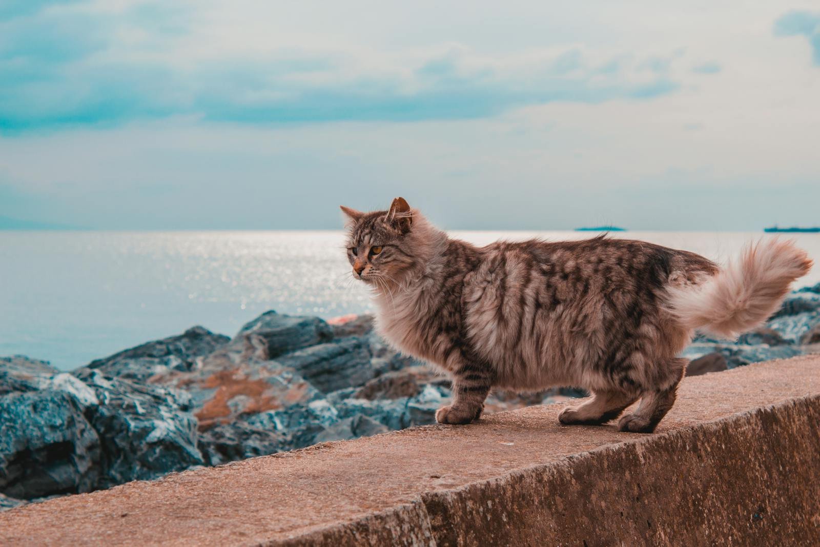 A beautiful Siberian cat strolling along the Istanbul seaside, capturing the serene ambiance.