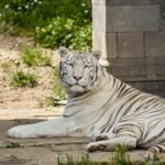 A serene white tiger lounging outdoors, showcasing its striking striped coat in a natural setting.