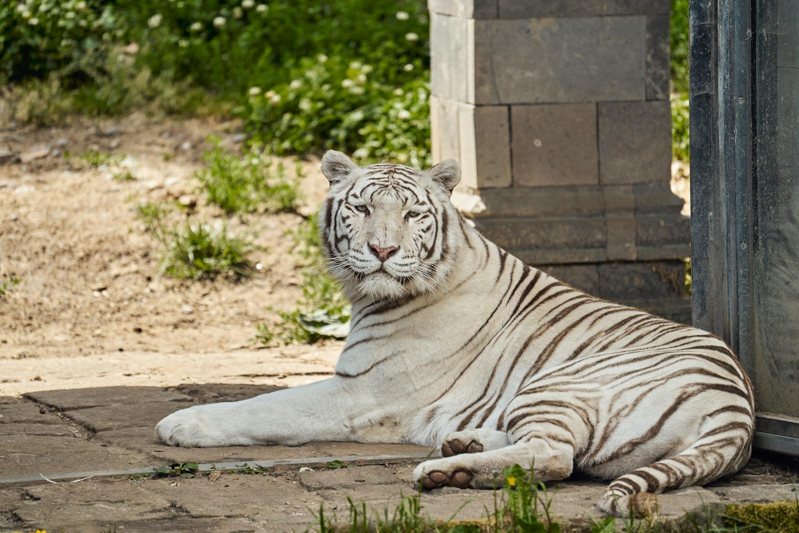 A serene white tiger lounging outdoors, showcasing its striking striped coat in a natural setting.