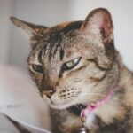 A detailed close-up of a domestic tabby cat wearing a pink collar, showcasing its expressive eyes.