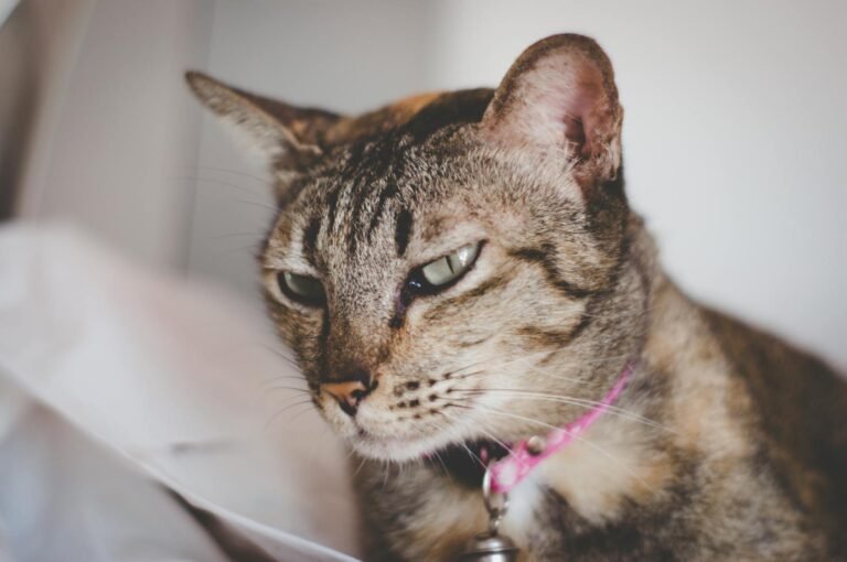 A detailed close-up of a domestic tabby cat wearing a pink collar, showcasing its expressive eyes.