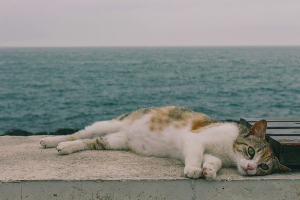 A relaxed cat lounging on a concrete surface by the ocean. Peaceful and serene.