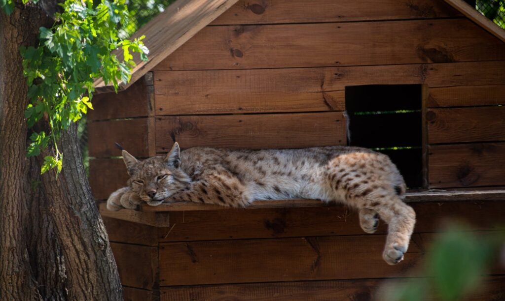 A lynx peacefully naps on a wooden hut under sunlight, surrounded by nature.