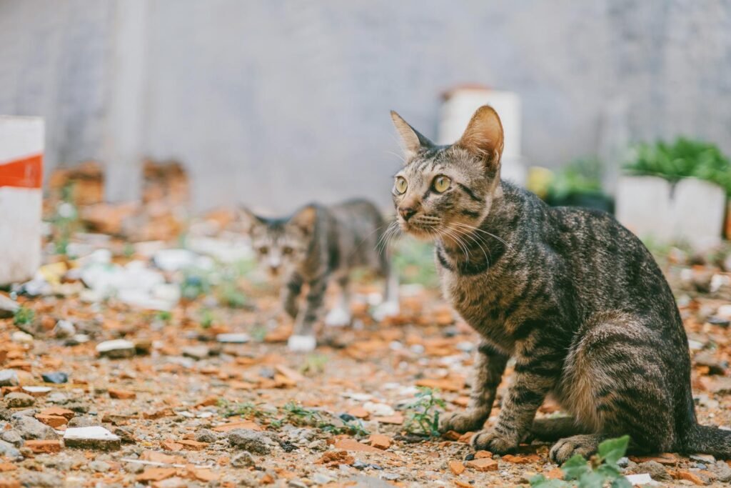 Two tabby cats sit and explore in an outdoor urban environment filled with bricks and plants.