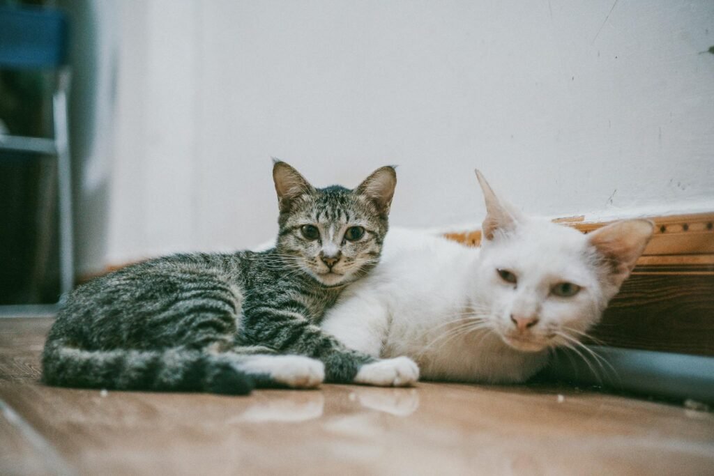 A cozy close-up of two domestic cats lounging inside on a wooden floor.