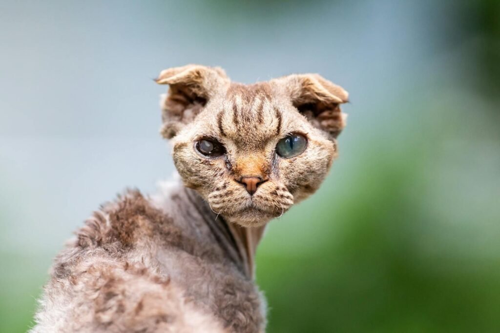 Close-up portrait of an Oregon Rex cat with distinct curly fur and captivating eyes, set against a blurred green background.