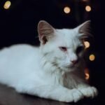 Portrait of a relaxed white cat with beautiful bokeh lights in the background.