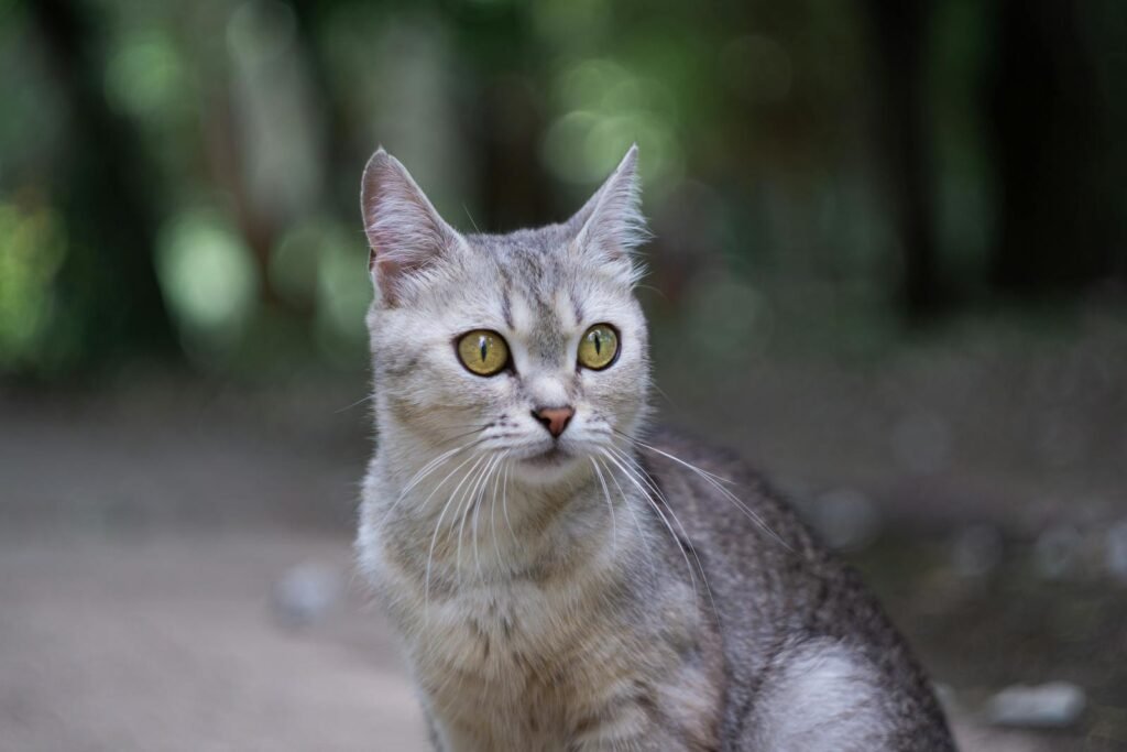 Charming Burmilla cat with striking eyes in a natural setting, capturing its elegance.
