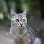 Thought to Be Extinct