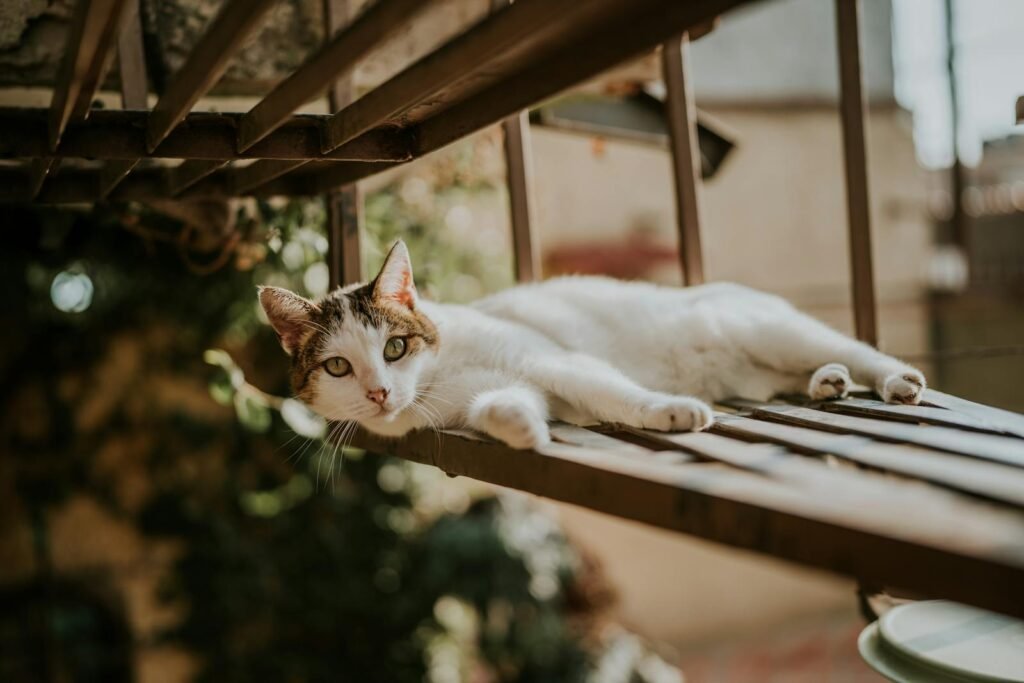 Turkish Van cat resting outdoor on a wooden lattice in warm sunlight.