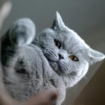 Captivating close-up of a British Shorthair cat with soft grey fur and striking amber eyes.