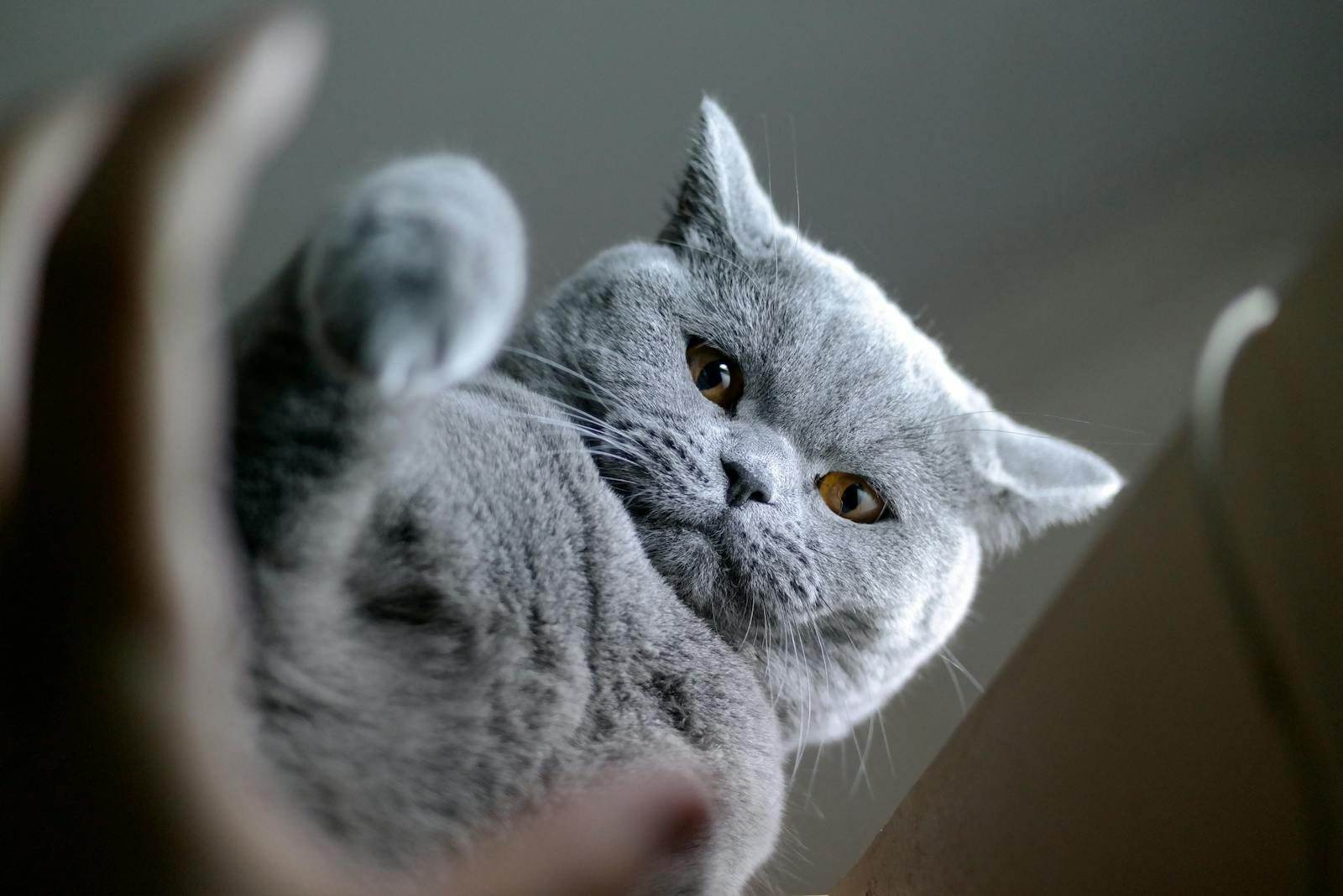Captivating close-up of a British Shorthair cat with soft grey fur and striking amber eyes.