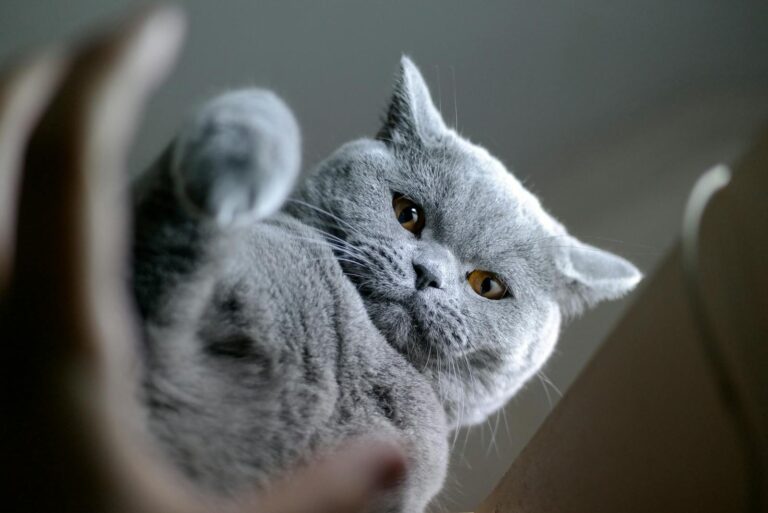 Captivating close-up of a British Shorthair cat with soft grey fur and striking amber eyes.