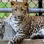 A striking leopard lounging in its zoo habitat, showcasing its powerful presence.