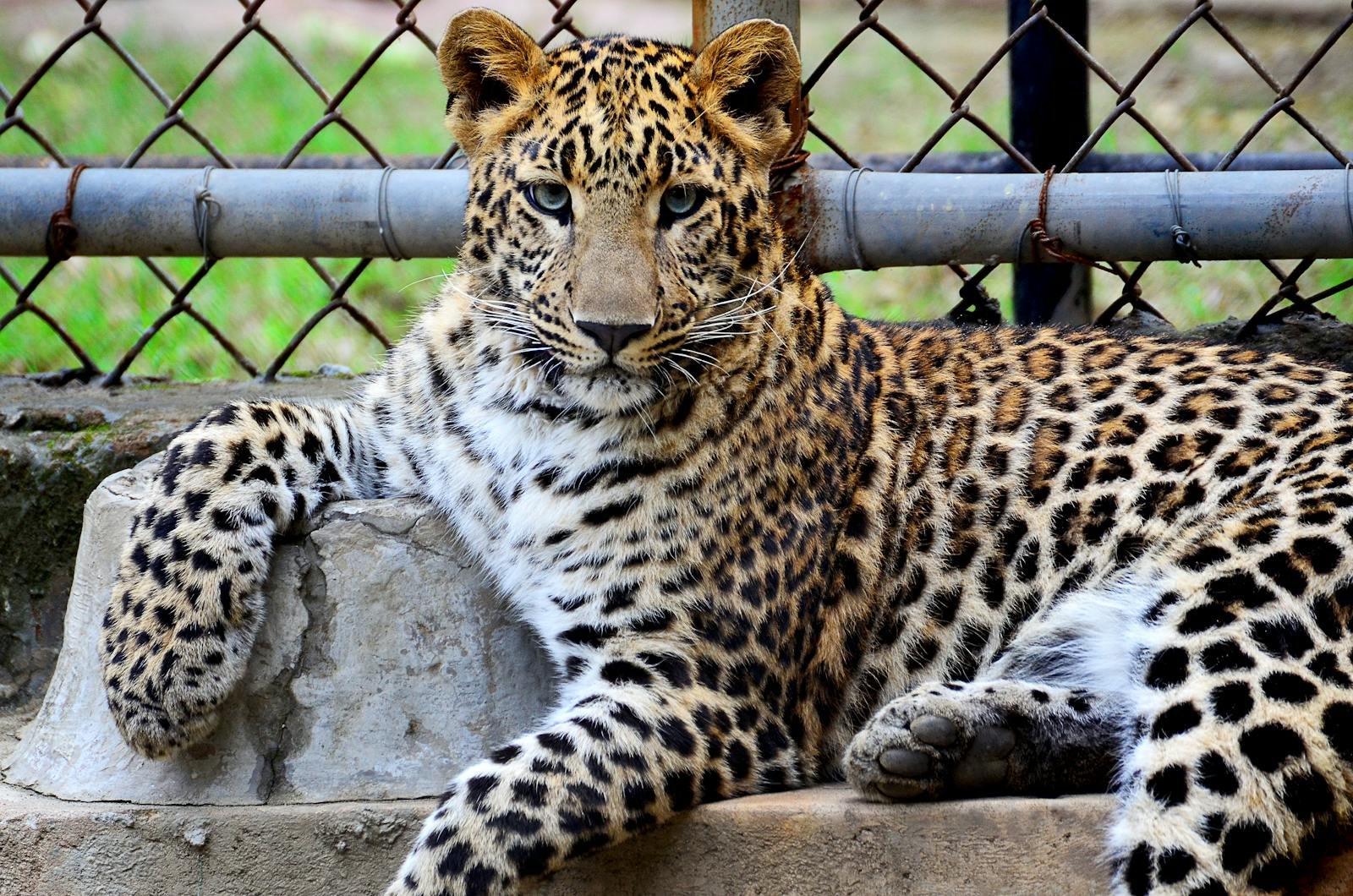 A striking leopard lounging in its zoo habitat, showcasing its powerful presence.