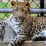 A striking leopard lounging in its zoo habitat, showcasing its powerful presence.