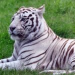 Close-up of a majestic white tiger lying calmly on lush green grass, showcasing its unique striped fur.