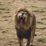 Close-up of a roaring lion on a grassy savannah, showcasing wild nature's majestic predator.