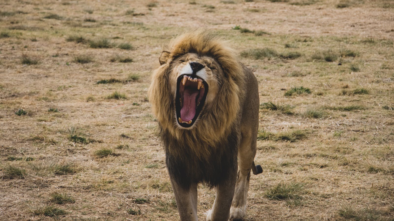Close-up of a roaring lion on a grassy savannah, showcasing wild nature's majestic predator.