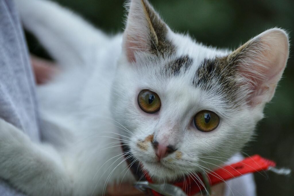 Adorable white Turkish Van cat with striking yellow eyes in close-up view.