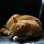Cozy ginger cat sleeping peacefully on a dark leather couch, capturing a serene moment.