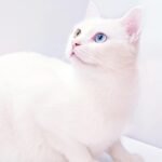 Adorable white cat with striking heterochromia eyes, perfect for pet lovers and domestic animal enthusiasts.