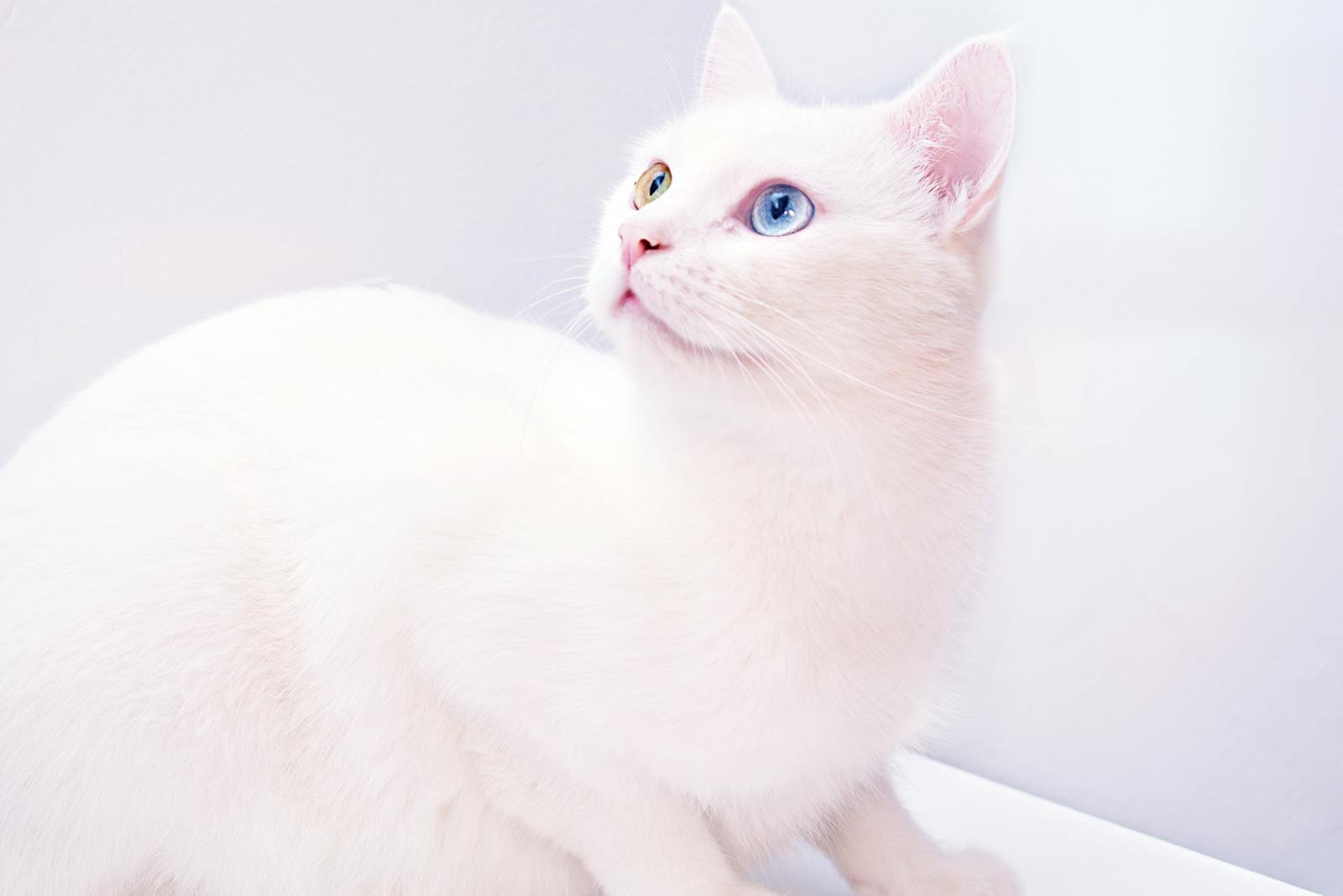 Adorable white cat with striking heterochromia eyes, perfect for pet lovers and domestic animal enthusiasts.