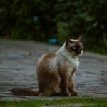 A Siamese cat with striking blue eyes sitting on a stone path surrounded by greenery.