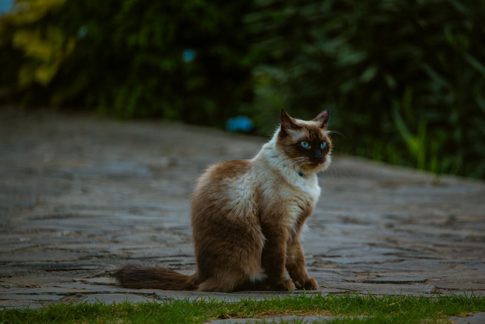 A Siamese cat with striking blue eyes sitting on a stone path surrounded by greenery.