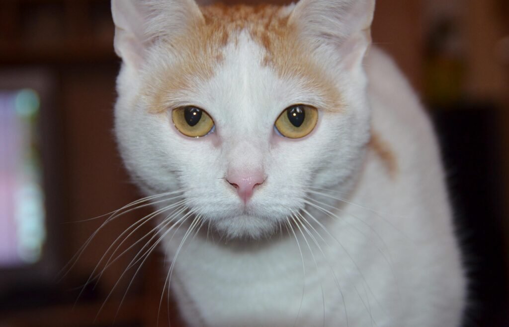 cat, yellow eyes, cat eyes, fur, black, domestic animal, animal, cat face, domestic cat, close up, view, attentive, pet, puss, mammal, eyes, curious, yellow, creature, plush, courage, funny, cute, happiness, cozy, fluffy, nature, turkish van, breed cat, kitten, turkish van, turkish van, turkish van, turkish van, turkish van