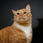 Adorable ginger tabby cat with whiskers indoors, looking curious with soft lighting.
